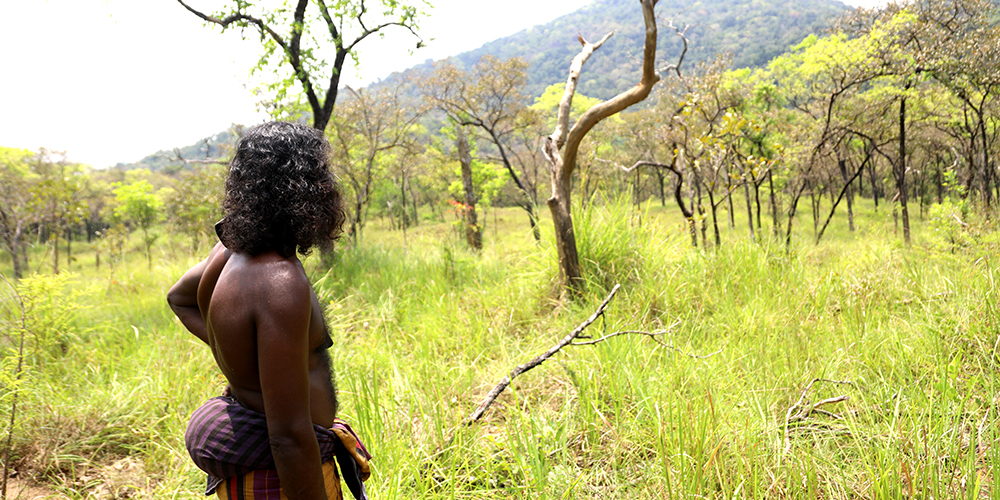 Rathugala Vedda forest walk, Forest walk with vedda in rathugala, Rathugala jungle walk, Vedda walk in Rathugala 