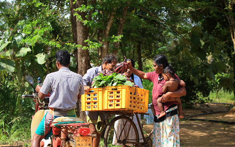 Sri Lanka Trip Planning - Sri Lanka Itinerary Planning - Tailor made tours to Sri Lanka - Tailor Make Holidays in Sri Lanka - Sri Lanka Tailor Made Tours and Holidays