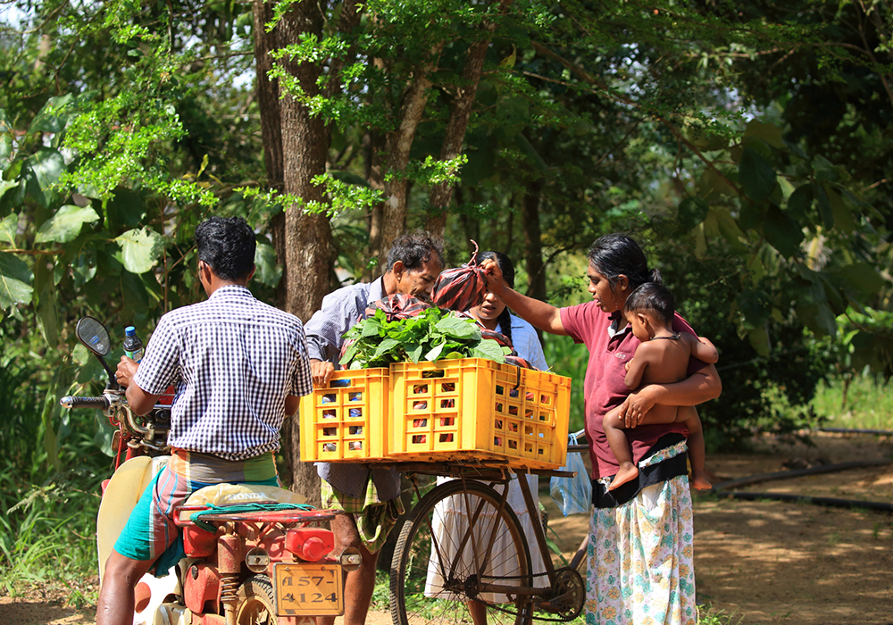 Sri Lanka Trip Planning - Sri Lanka Itinerary Planning - Tailor made tours to Sri Lanka - Tailor Make Holidays in Sri Lanka - Sri Lanka Tailor Made Tours and Holidays