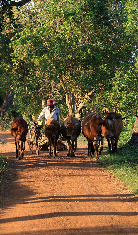 Sri Lanka Trip Planning - Sri Lanka Itinerary Planning - Tailor made tours to Sri Lanka - Tailor Make Holidays in Sri Lanka - Sri Lanka Tailor Made Tours and Holidays