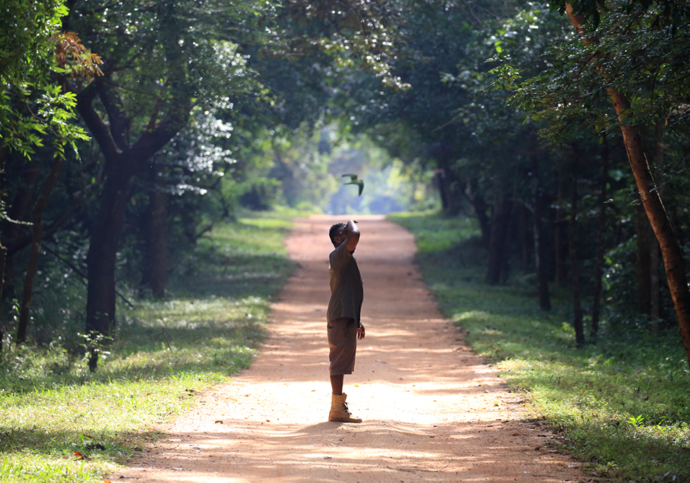 Jungle trekking Tours in Sigiriya, Sigiriya Jungle Tours, Trekking tours in Habarana, Sigiriya jungle trekking tours, Jungle trekking tours in Sri Lanka, Nature walks and nature trails in Sigiriya, Nature trails in Habarana
