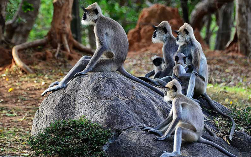 Meet the monkeys of Polonnaruwa - Experiences in Polonnaruwa - Polonnaruwa Monkey Camp - Monkey Camp Polonnaruwa
