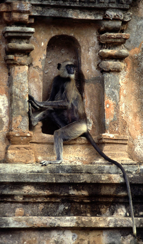 Meet the monkeys of Polonnaruwa - Experiences in Polonnaruwa - Polonnaruwa Monkey Camp - Monkey Camp Polonnaruwa