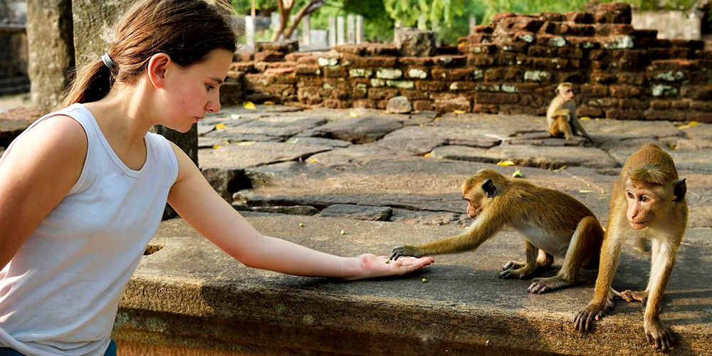 Meet the monkeys of Polonnaruwa - Experiences in Polonnaruwa - Polonnaruwa Monkey Camp - Monkey Camp Polonnaruwa