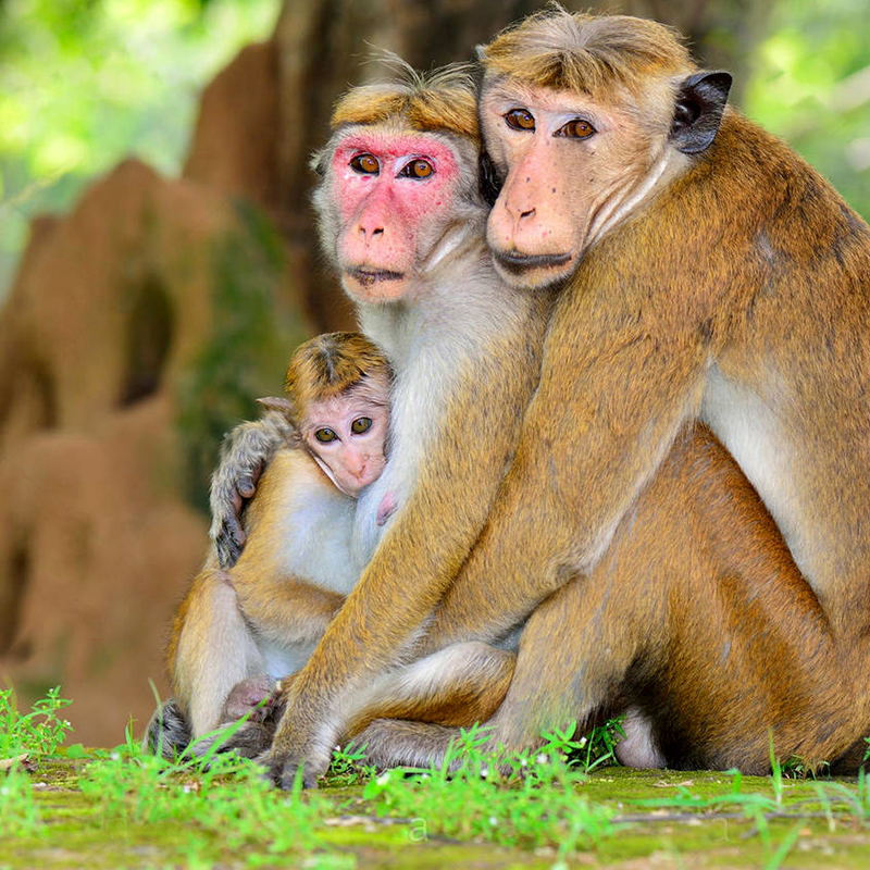 Meet the monkeys of Polonnaruwa - Experiences in Polonnaruwa - Polonnaruwa Monkey Camp - Monkey Camp Polonnaruwa