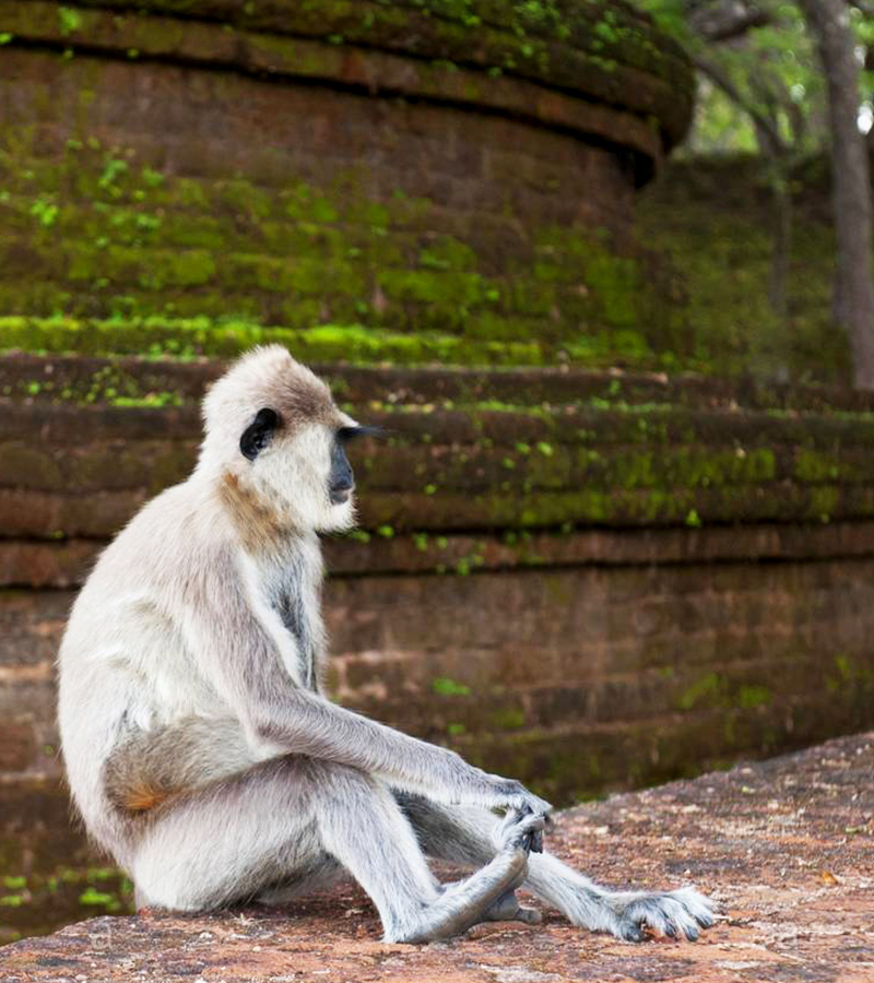 Meet the monkeys of Polonnaruwa - Experiences in Polonnaruwa - Polonnaruwa Monkey Camp - Monkey Camp Polonnaruwa