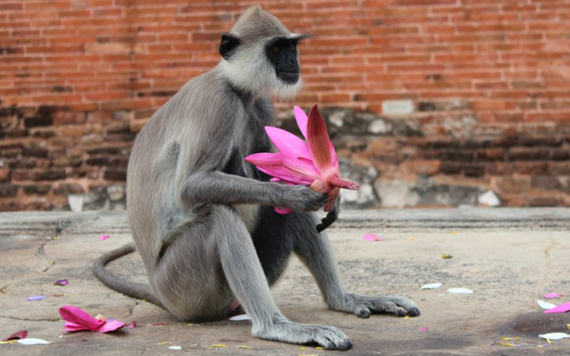 Meet the monkeys of Polonnaruwa - Experiences in Polonnaruwa - Polonnaruwa Monkey Camp - Monkey Camp Polonnaruwa
