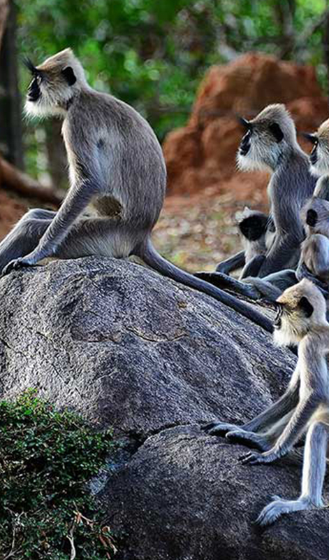 Meet the monkeys of Polonnaruwa - Experiences in Polonnaruwa - Polonnaruwa Monkey Camp - Monkey Camp Polonnaruwa