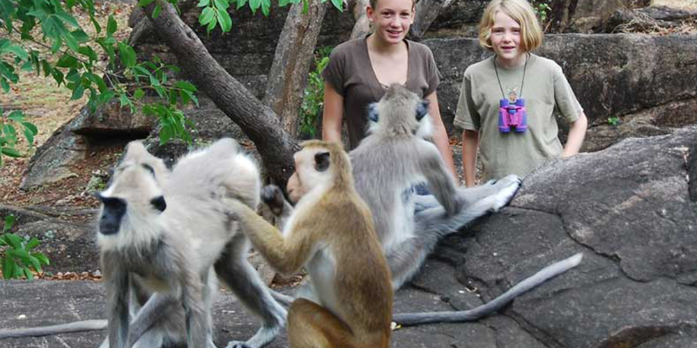 Meet the monkeys of Polonnaruwa - Experiences in Polonnaruwa - Polonnaruwa Monkey Camp - Monkey Camp Polonnaruwa