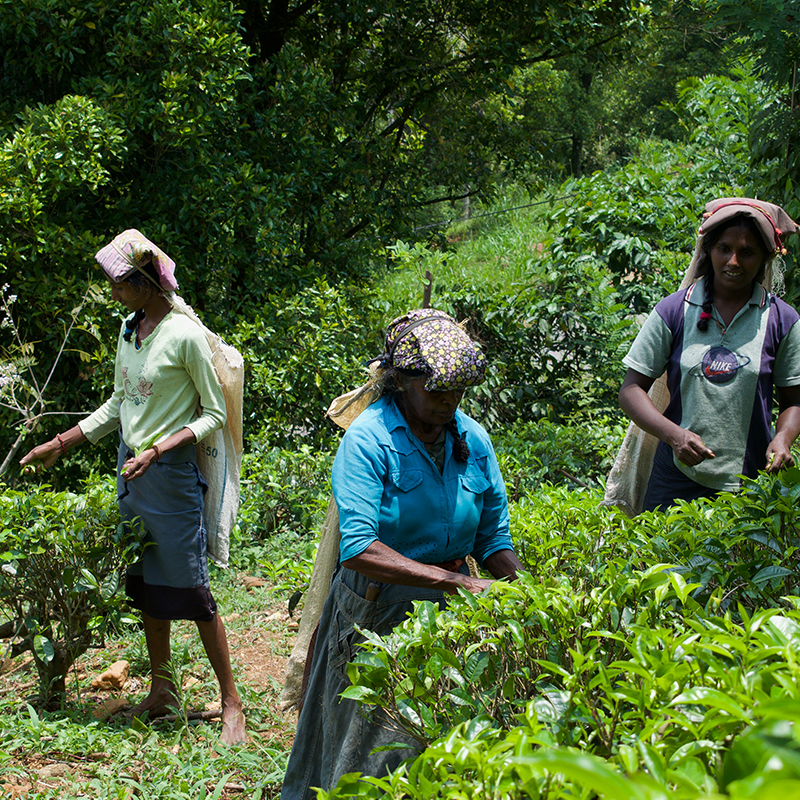 Sri Lanka Trip Planning - Sri Lanka Itinerary Planning - Tailor made tours to Sri Lanka - Tailor Make Holidays in Sri Lanka - Sri Lanka Tailor Made Tours and Holidays