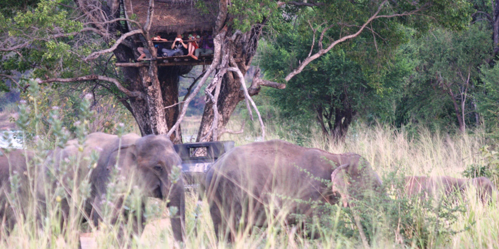 Wild Elephant Observation  in Sri Lanka - Wasgamuwa National park- Conservation Expedition in Wasgamuwa - Elephant Watching in wasgamuwa National Park - Wasgamuwa, Sri Lanka