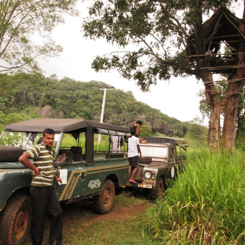 Wild Elephant Observation  in Sri Lanka - Wasgamuwa National park- Conservation Expedition in Wasgamuwa - Elephant Watching in wasgamuwa National Park - Wasgamuwa, Sri Lanka
