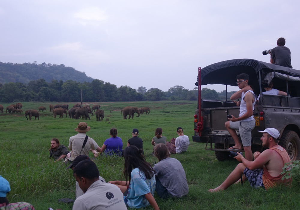 Wild Elephant Observation  in Sri Lanka - Wasgamuwa National park- Conservation Expedition in Wasgamuwa - Elephant Watching in wasgamuwa National Park - Wasgamuwa, Sri Lanka