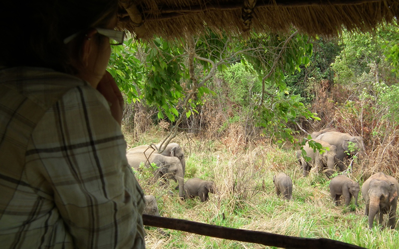 Wild Elephant Observation  in Sri Lanka - Wasgamuwa National park- Conservation Expedition in Wasgamuwa - Elephant Watching in wasgamuwa National Park - Wasgamuwa, Sri Lanka