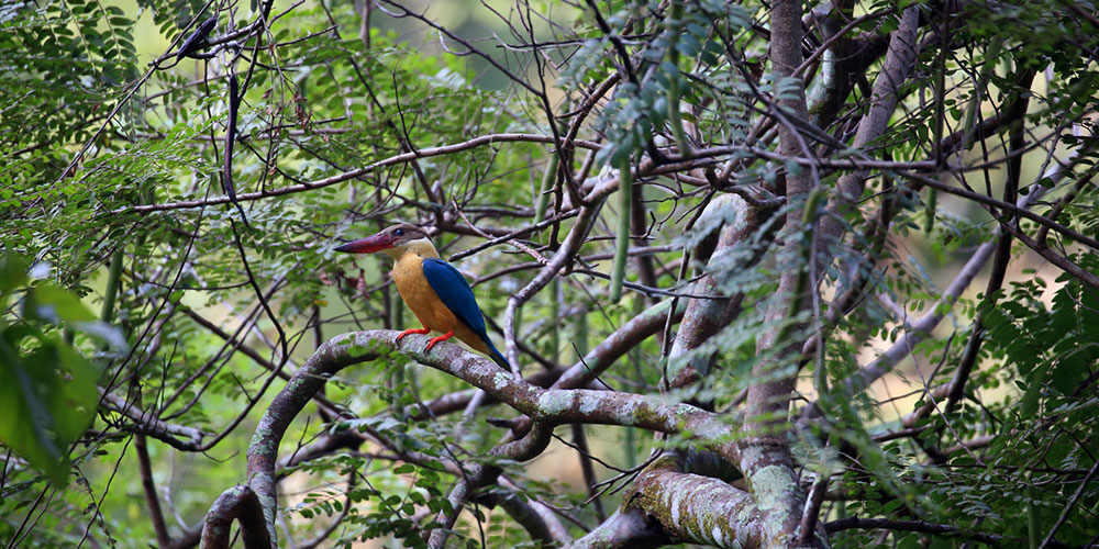 Habarana Nature Trails - Nature Trail in Sri Lanka - Habarana Jungle - Jungle Walk in Sigiriya - Habarana - Habarana Nature Trails - Sundowner in Habrana - Sundowner on a rock cliff - Jungle Walk in Habrana, Sri Lanka - Sri Lanka Nature Trail - Nature Trail in Habarana