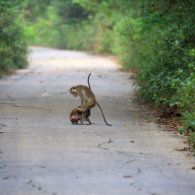 Habarana Nature Trails - Nature Trail in Sri Lanka - Habarana Jungle - Jungle Walk in Sigiriya - Habarana - Habarana Nature Trails - Sundowner in Habrana - Sundowner on a rock cliff - Jungle Walk in Habrana, Sri Lanka - Sri Lanka Nature Trail - Nature Trail in Habarana