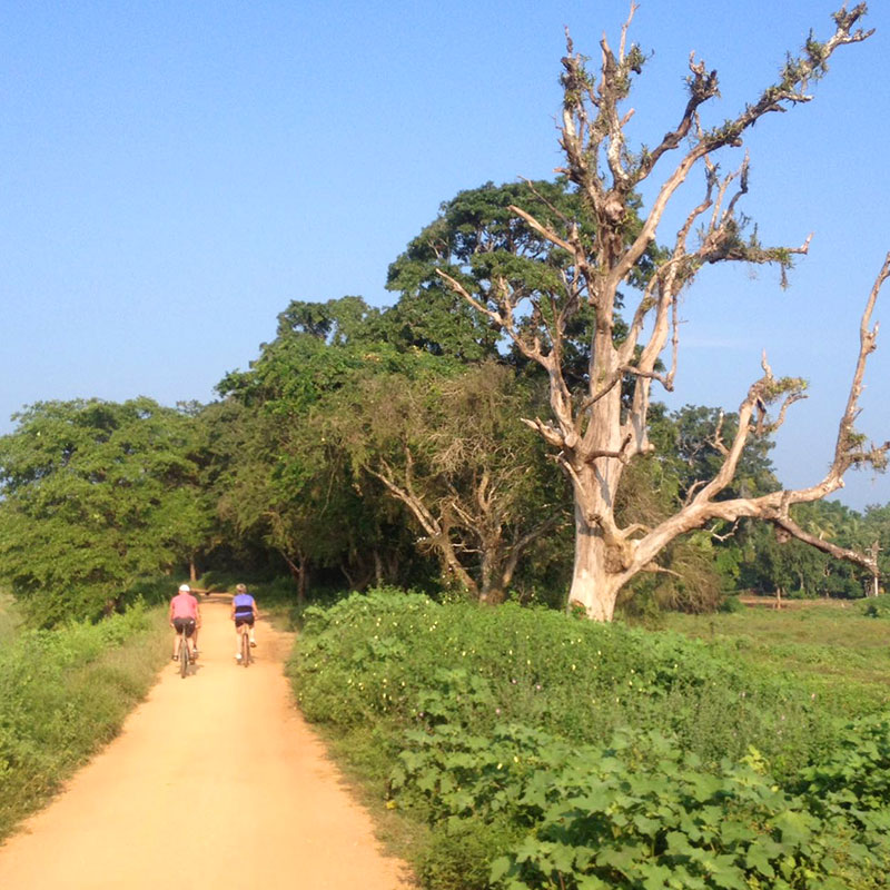 Cycling in Sigiriya - Cycle Tours in Sri Lanka - Cycling Holidays in Sri Lanka - Sri Lanka Cycling Holidays - Sri Lanka Cycling Trips - Cycling Holidays - Cycle Trip in Sigiriya - Village Cycling trips in Sigiriya - Sigiriya Village Cycling Trips - Sigiriya Cycling