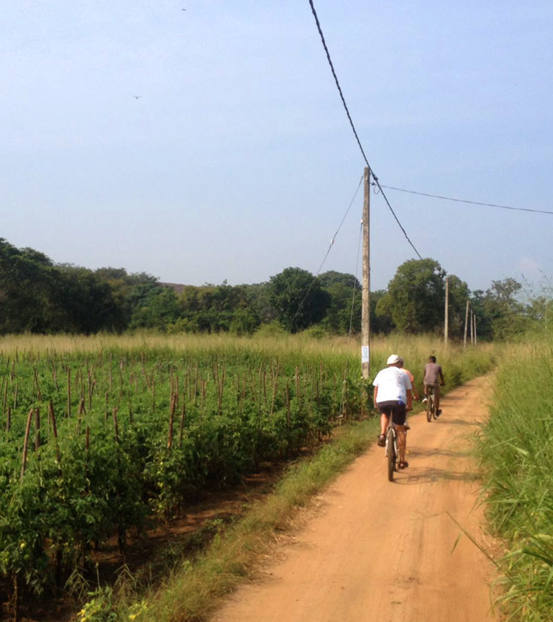 Cycling in Sigiriya - Cycle Tours in Sri Lanka - Cycling Holidays in Sri Lanka - Sri Lanka Cycling Holidays - Sri Lanka Cycling Trips - Cycling Holidays - Cycle Trip in Sigiriya - Village Cycling trips in Sigiriya - Sigiriya Village Cycling Trips - Sigiriya Cycling