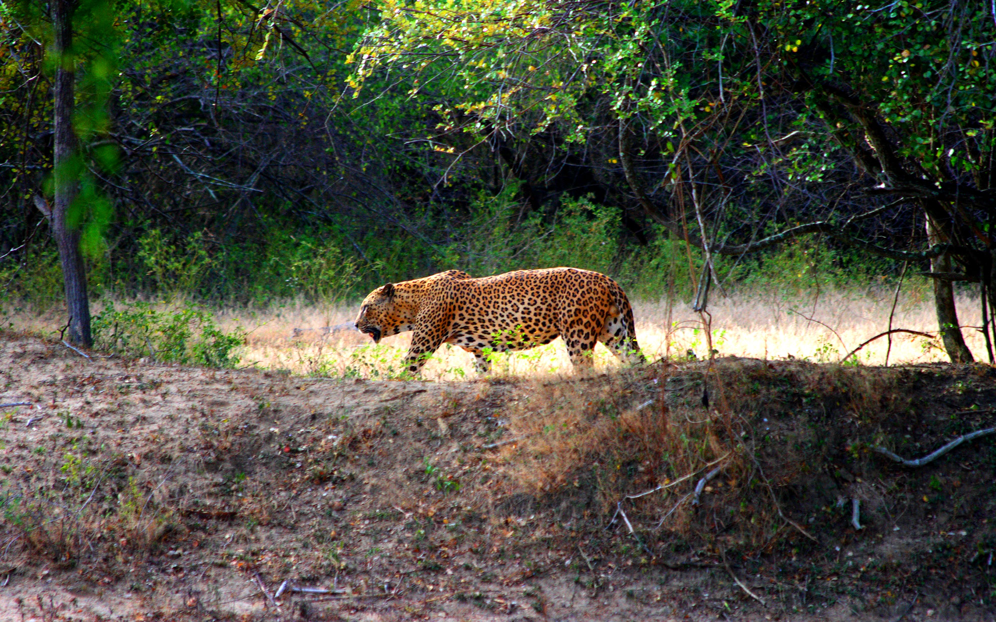 Tours in Sri Lanka - Sri Lanka tailor made holidays