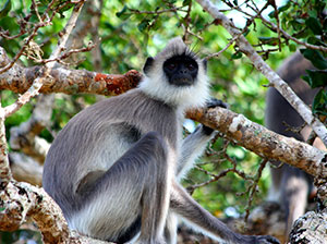 Tours in Sri Lanka - Sri Lanka tailor made holidays