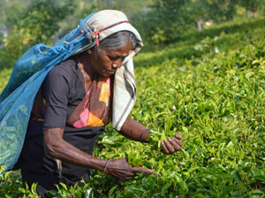 Tours in Sri Lanka - Sri Lanka tailor made holidays