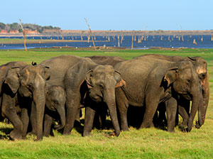 Tours in Sri Lanka - Sri Lanka tailor made holidays
