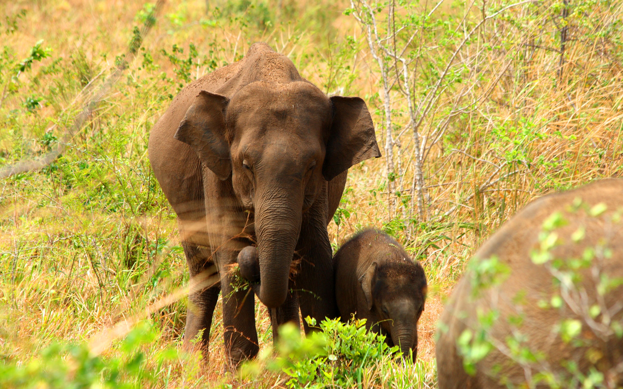 Tours in Sri Lanka - Sri Lanka tailor made holidays