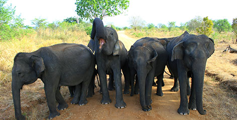 Tours in Sri Lanka - Sri Lanka tailor made holidays