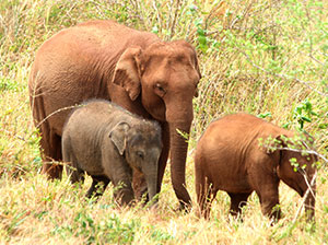 Tours in Sri Lanka - Sri Lanka tailor made holidays
