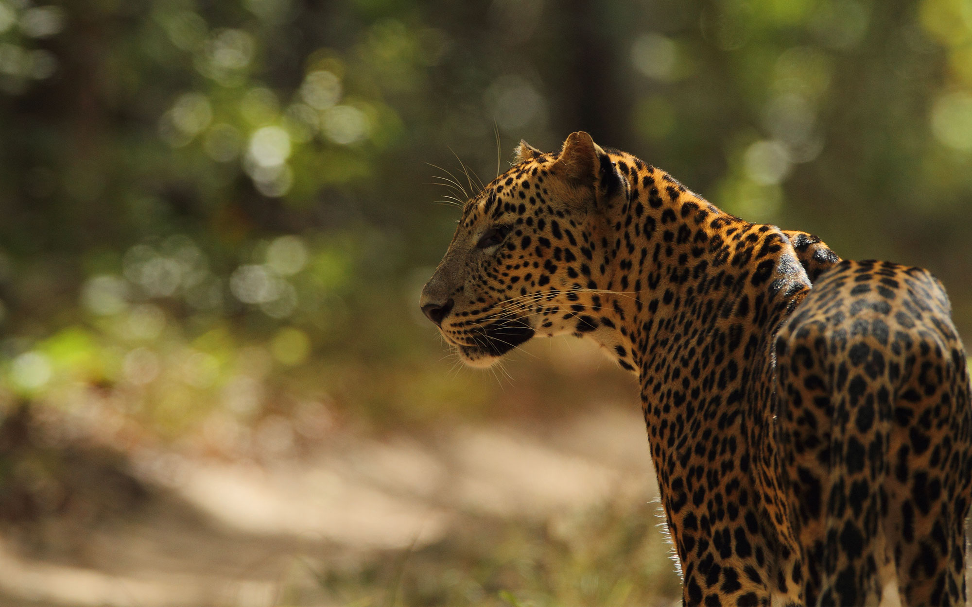 Tours in Sri Lanka - Sri Lanka tailor made holidays