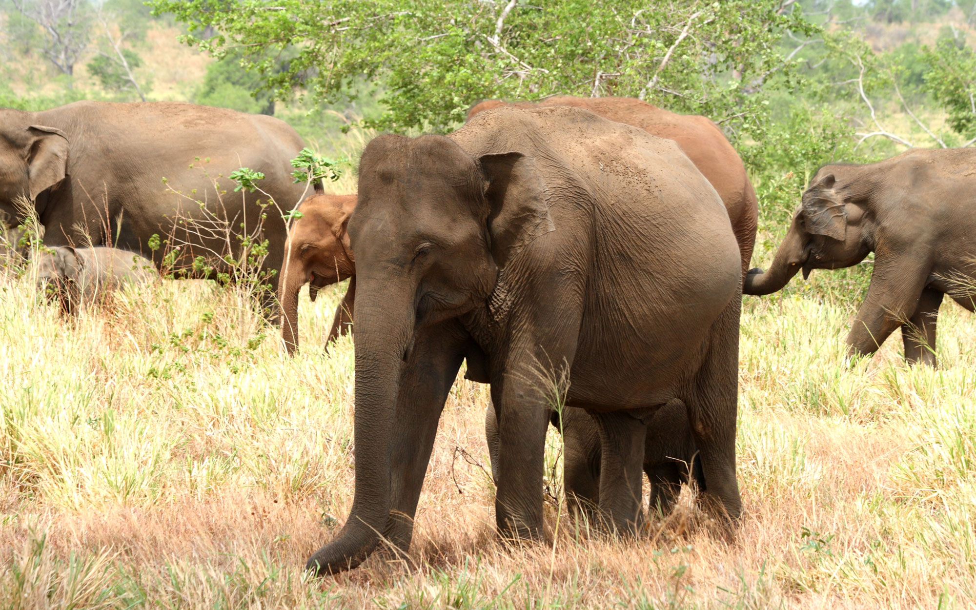 Tours in Sri Lanka - Sri Lanka tailor made holidays