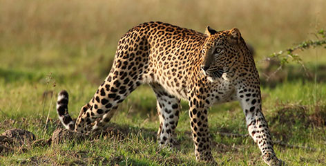 Tours in Sri Lanka - Sri Lanka tailor made holidays