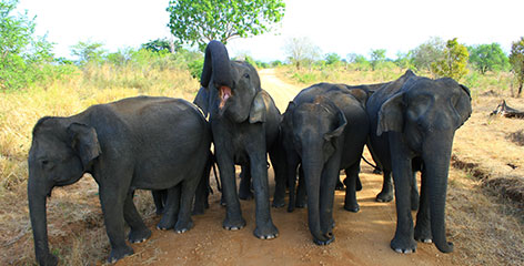 Tours in Sri Lanka - Sri Lanka tailor made holidays