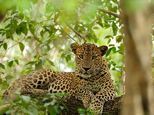 Tours in Sri Lanka - Sri Lanka tailor made holidays