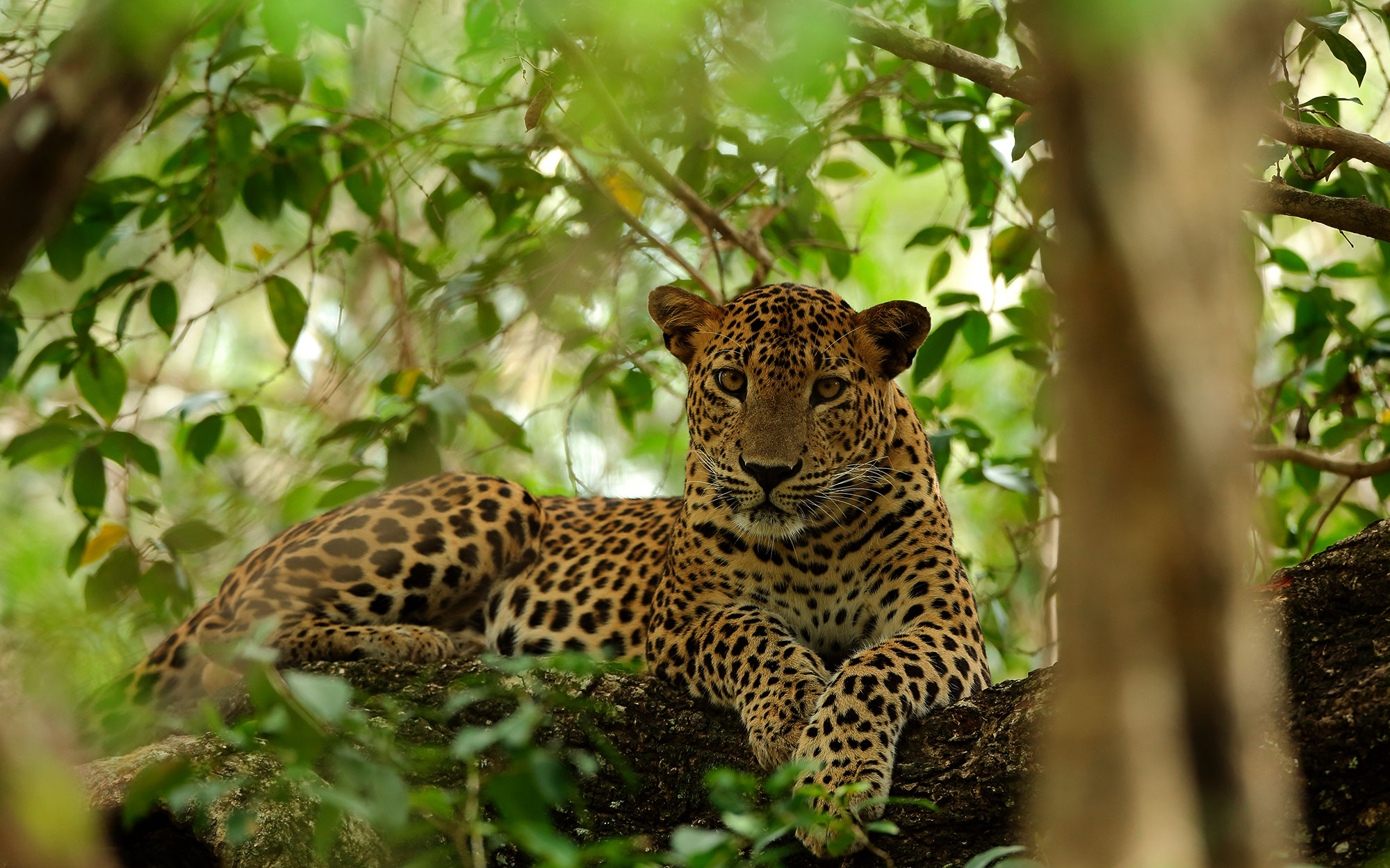 Tours in Sri Lanka - Sri Lanka tailor made holidays