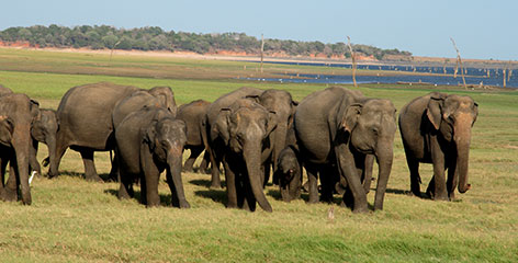 Tours in Sri Lanka - Sri Lanka tailor made holidays