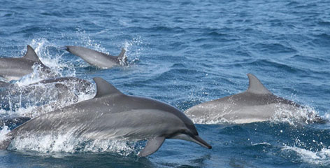 Tours in Sri Lanka - Sri Lanka tailor made holidays