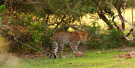 Tours in Sri Lanka - Sri Lanka tailor made holidays