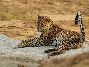 Tours in Sri Lanka - Sri Lanka tailor made holidays