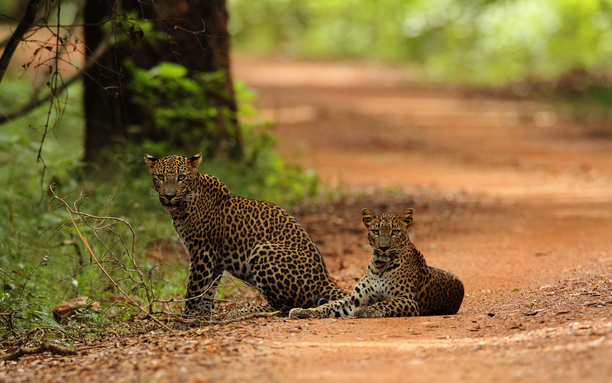 Tours in Sri Lanka - Sri Lanka tailor made holidays