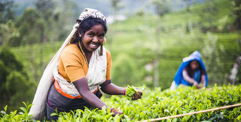 Tours in Sri Lanka - Sri Lanka tailor made holidays