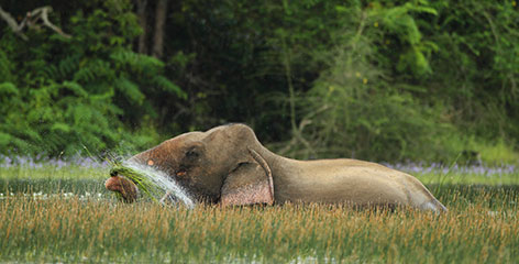 Tours in Sri Lanka - Sri Lanka tailor made holidays