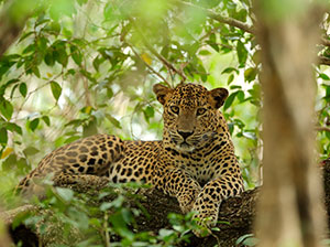 Tours in Sri Lanka - Sri Lanka tailor made holidays