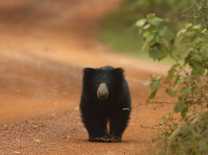 Tours in Sri Lanka - Sri Lanka tailor made holidays