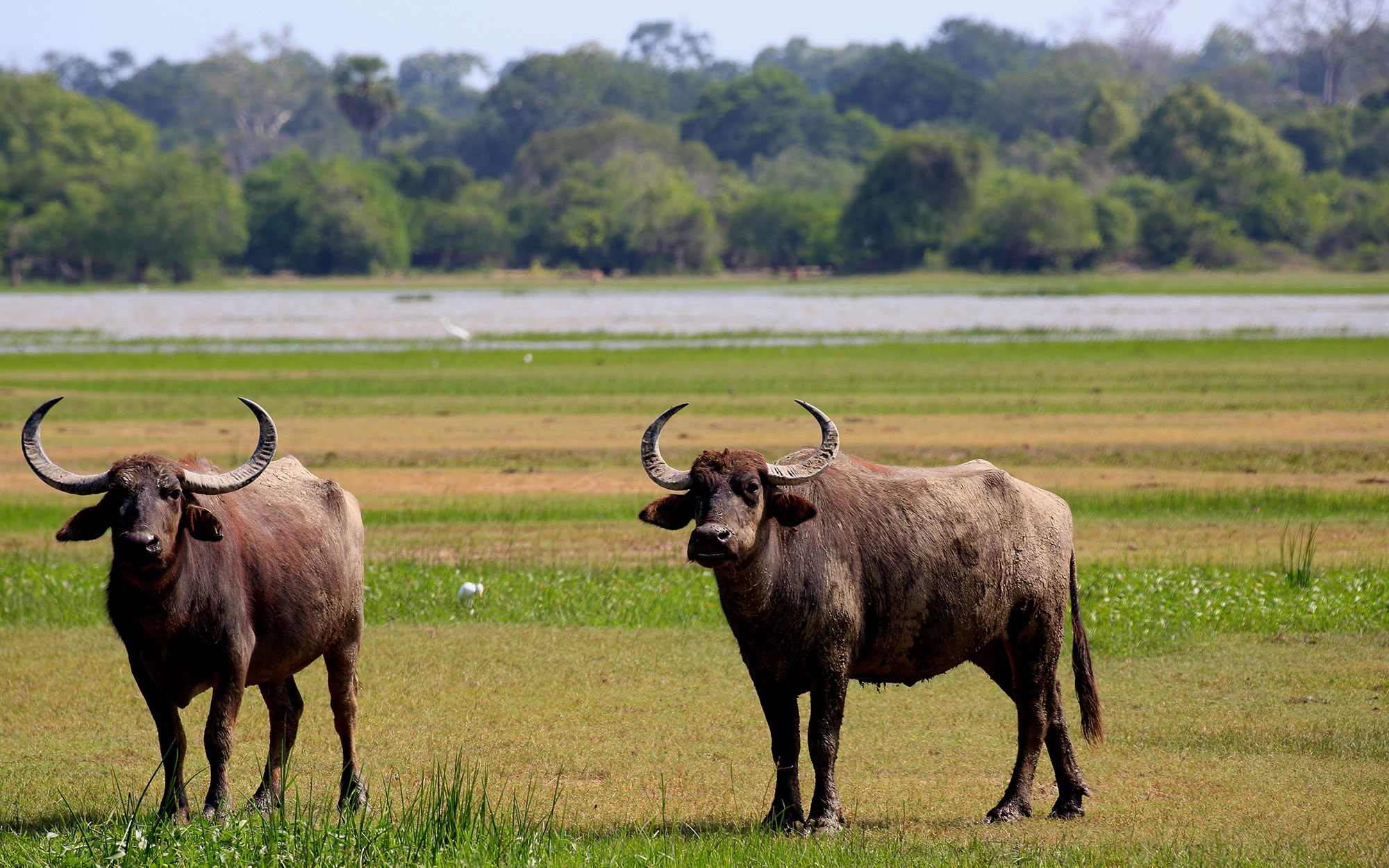 Tours in Sri Lanka - Sri Lanka tailor made holidays