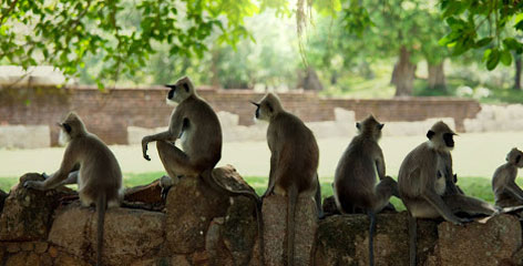 Tours in Sri Lanka - Sri Lanka tailor made holidays