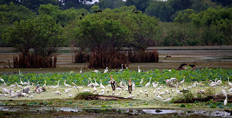 Tours in Sri Lanka - Sri Lanka tailor made holidays