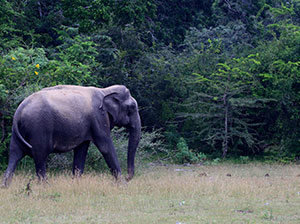 Tours in Sri Lanka - Sri Lanka tailor made holidays