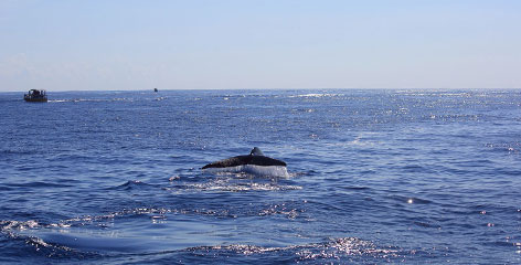 Tours in Sri Lanka - Sri Lanka tailor made holidays