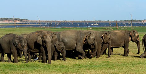 Tours in Sri Lanka - Sri Lanka tailor made holidays